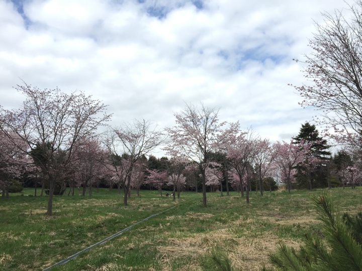 サクラの森