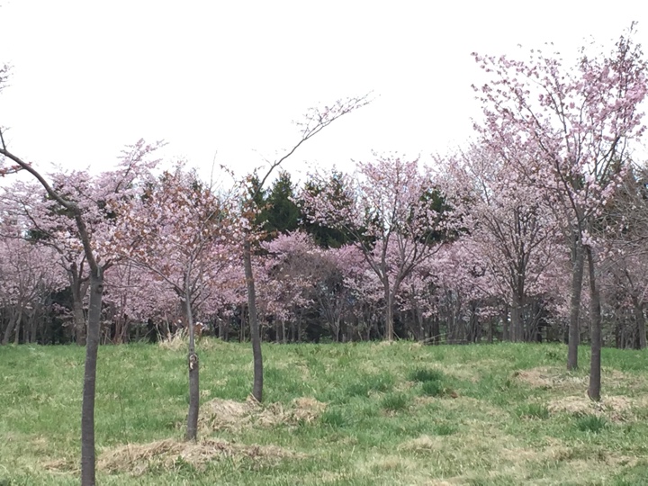 サクラの森