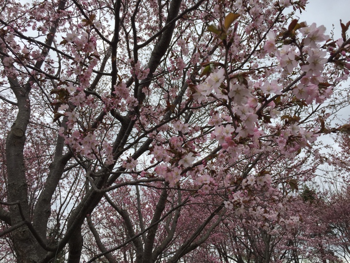 サクラの森