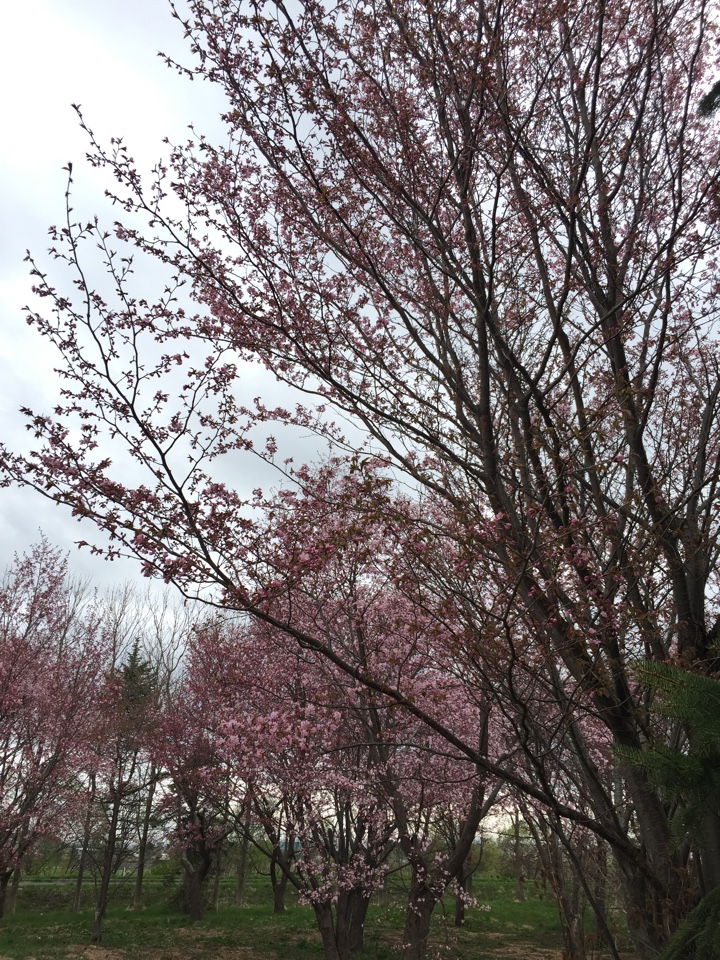 サクラの森