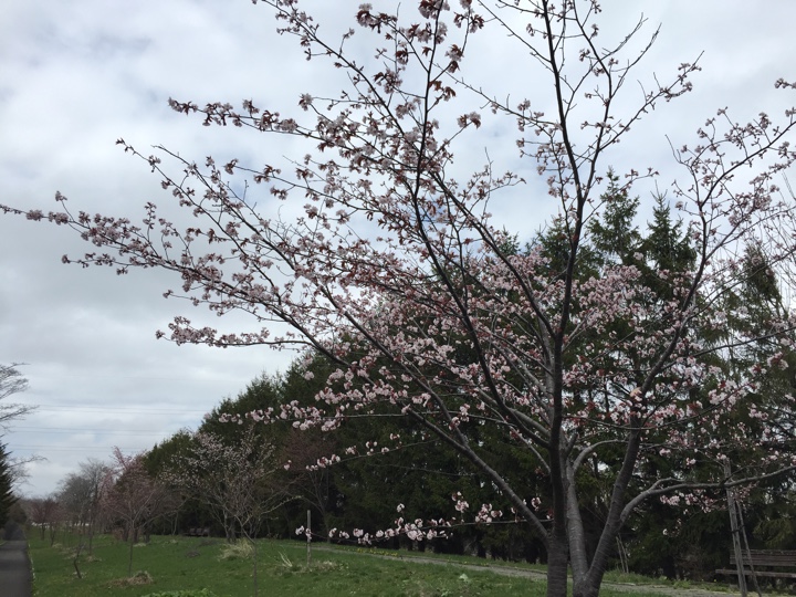 モエレ沼公園桜？