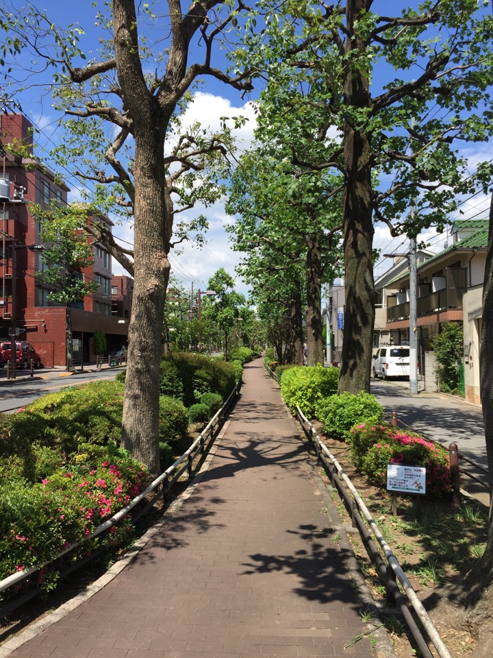 北沢川緑道 ユリの木公園