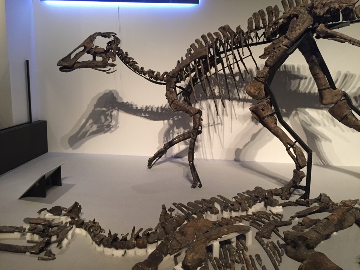 「むかわ竜」カムイサウルスの全身復元骨格と全身実物化石