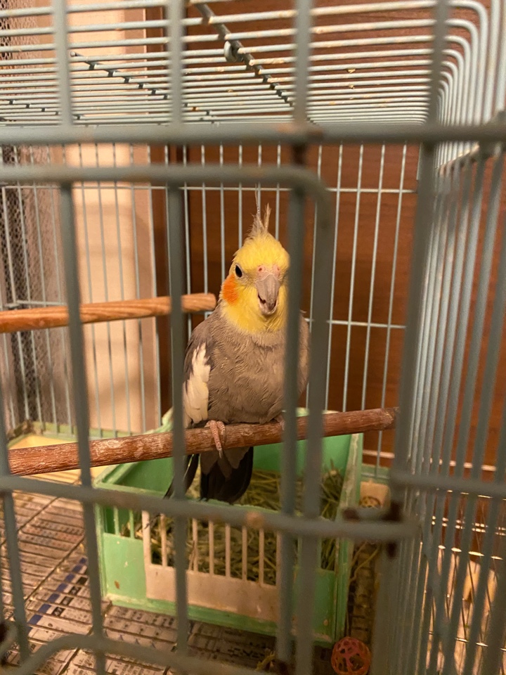 インコ