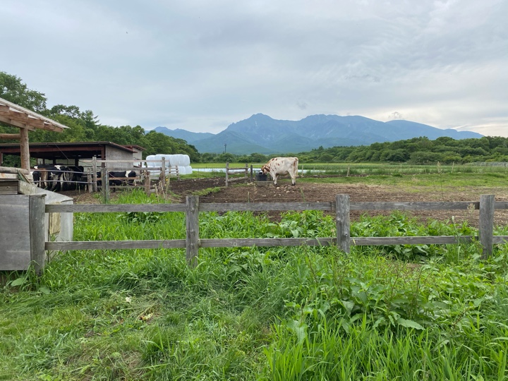 滝沢牧場の牛