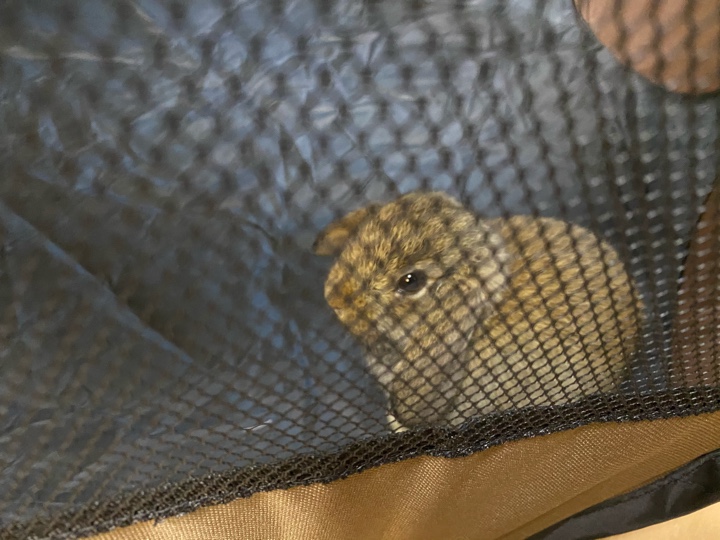 「BIGWING 折りたたみ 八角形 ペットサークル プレイサークル 犬 猫 兼用 コンパクト メッシュ お出かけ用品 コーヒー L BIGWING」にウサギ入れた