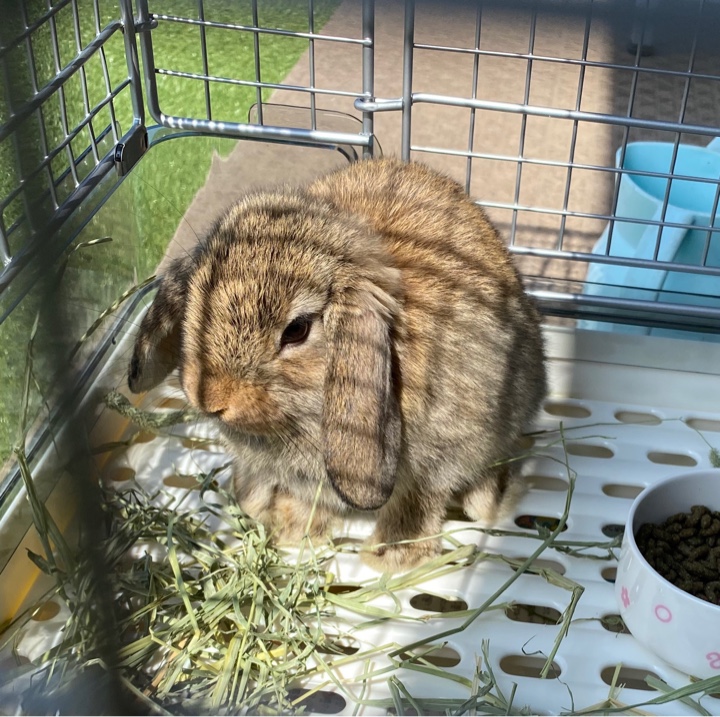 日光浴をするウサギ（ロップイヤー）