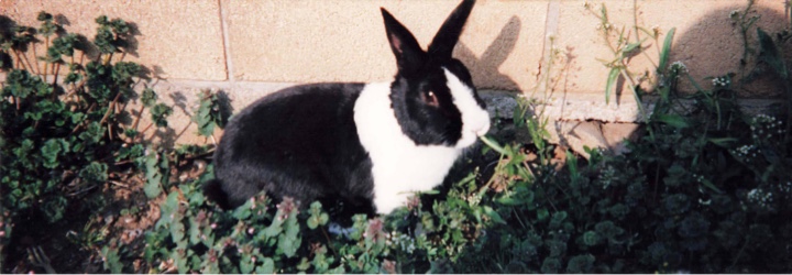 嫁さんが20年以上前に買っていた兎（ウサギ）の写真
