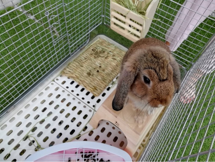 兎の眉毛？こち亀の両さんっぽい？