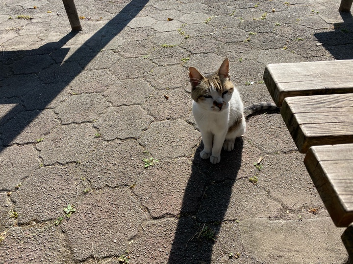 八広あずま公園の誇り高い猫