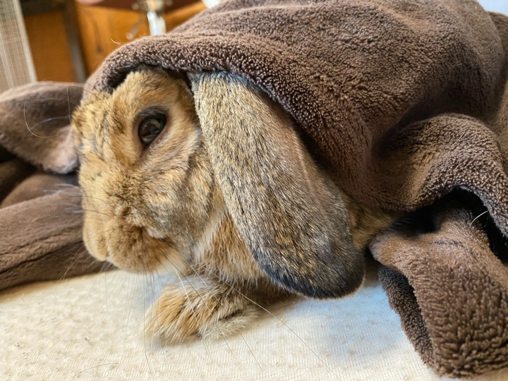 毛布にくるまれたウサギさん