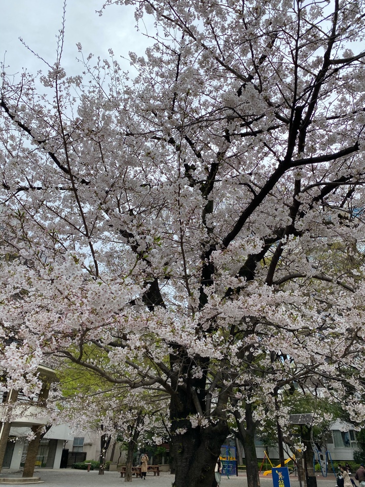 十思公園の桜