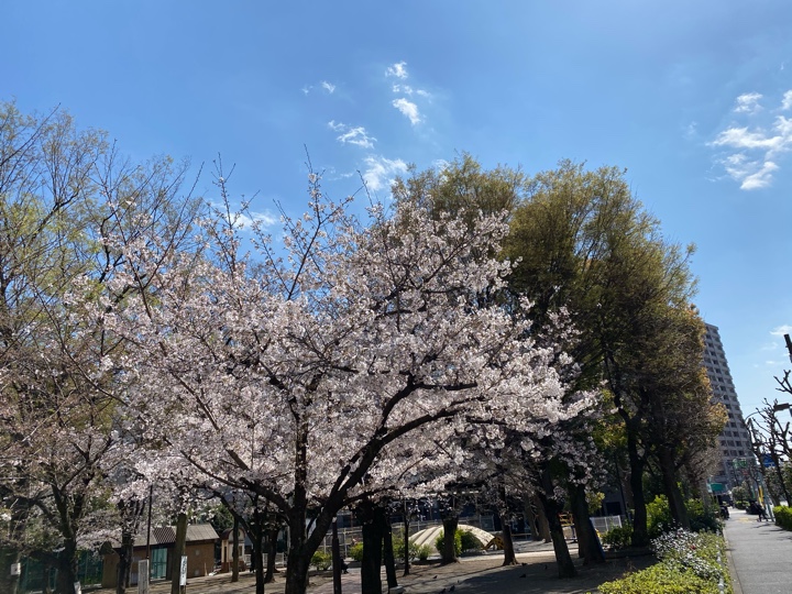 大塚台公園の桜