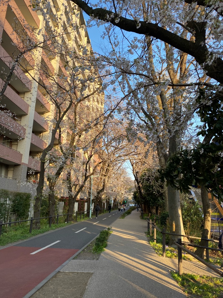 花小金井駅南口 グリーンロードの桜