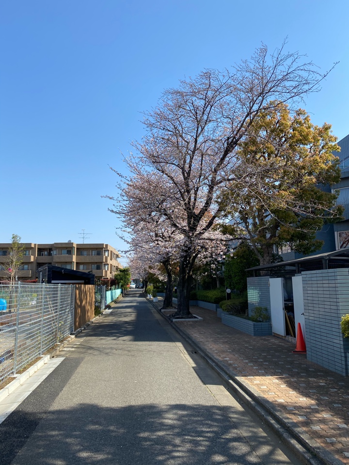 浜田山駅近く住宅街の桜