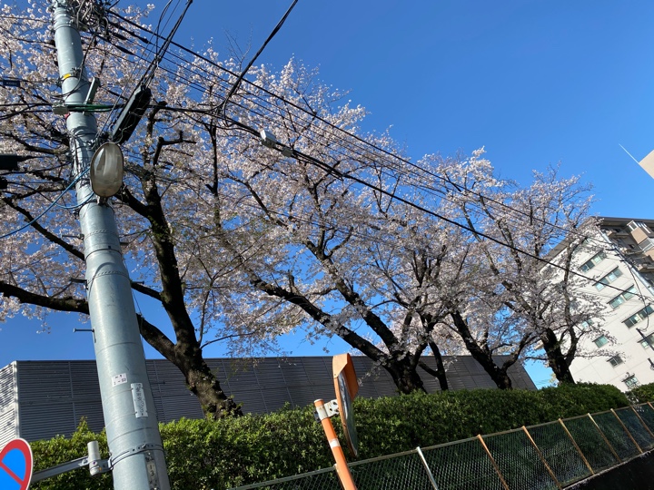 上石神井駅近くの桜