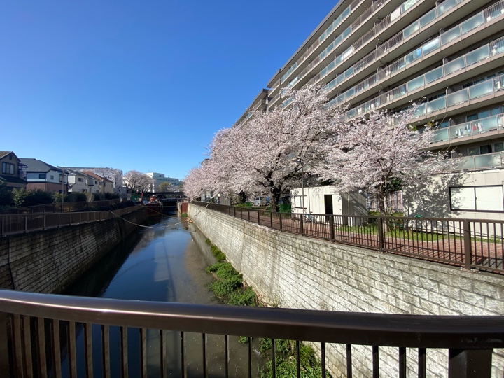 上石神井駅近くの桜