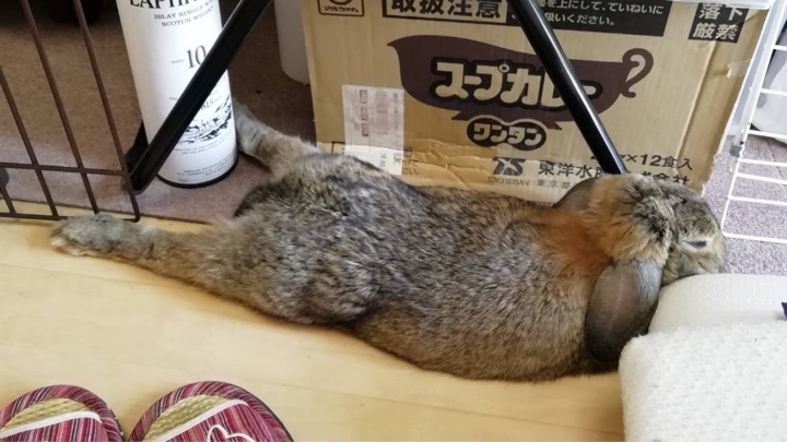 足伸ばして休むウサギさん