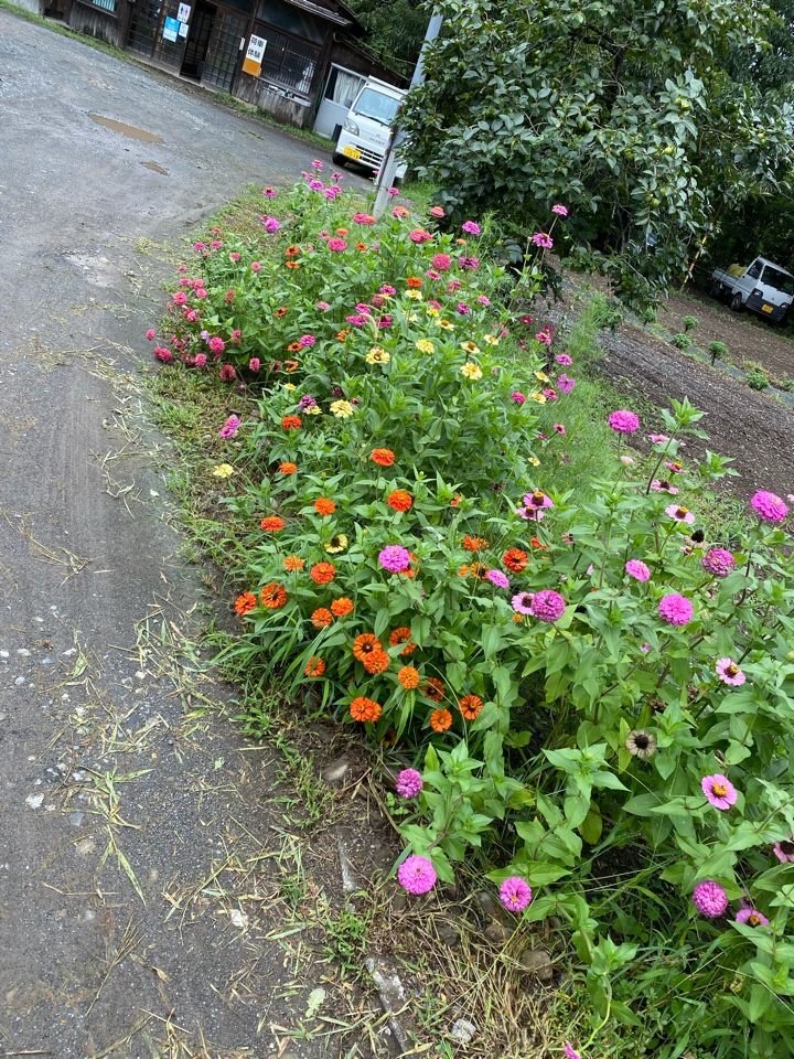 秩父ふるさと村の花、綺麗