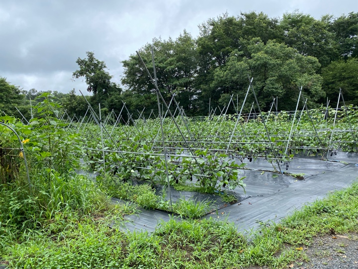 秩父ふるさと村の畑