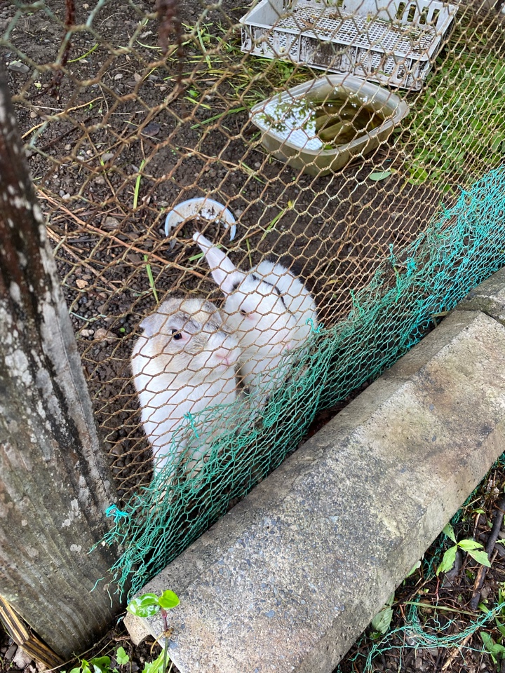 秩父ふるさと村の兎