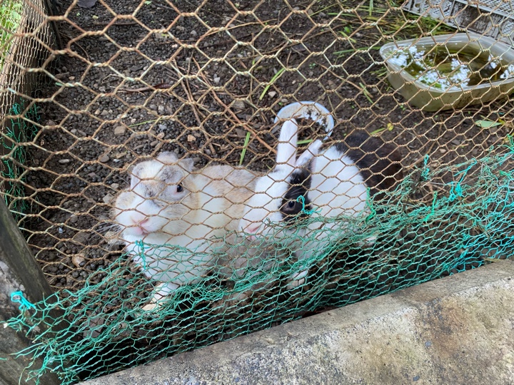 秩父ふるさと村の兎