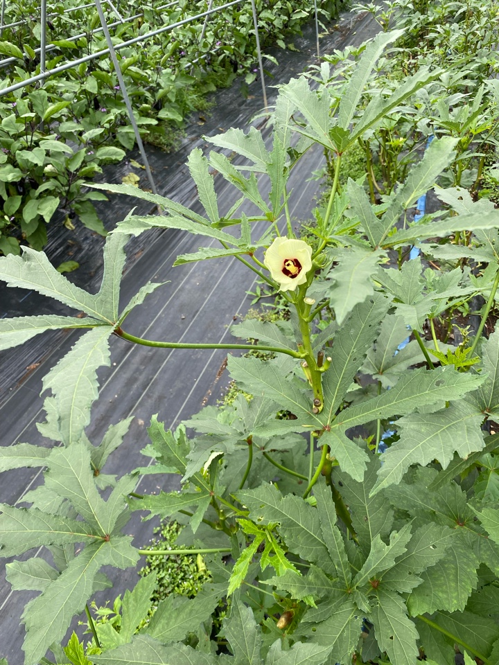 秩父ふるさと村でオクラ収穫、そしてオクラの花