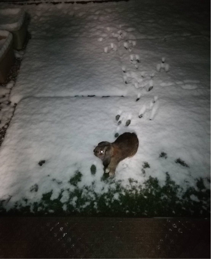 雪が積もる庭で遊ぶ兎さん