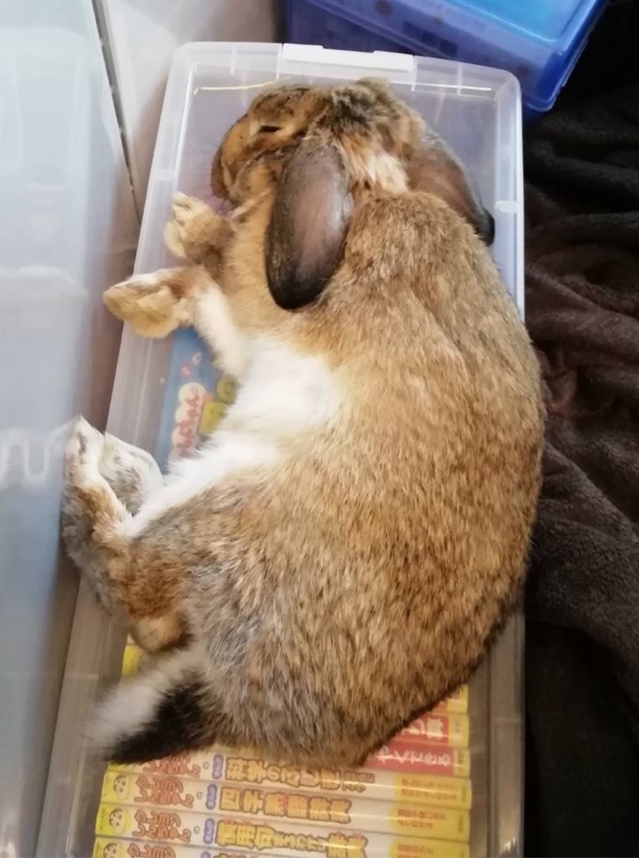 プラスチックケースの上で寝るウサギさん