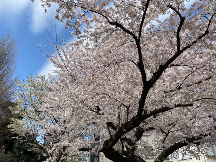 新宿御苑前駅近くの桜