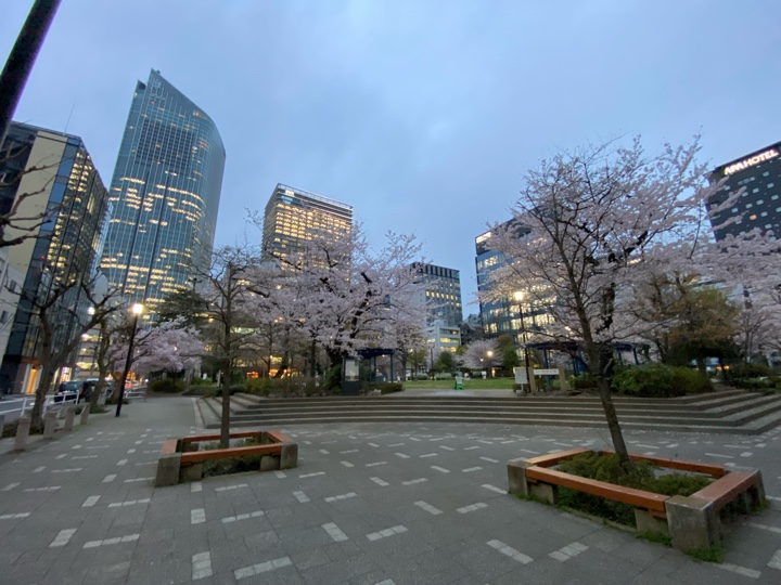 港区立南桜公園の夜桜