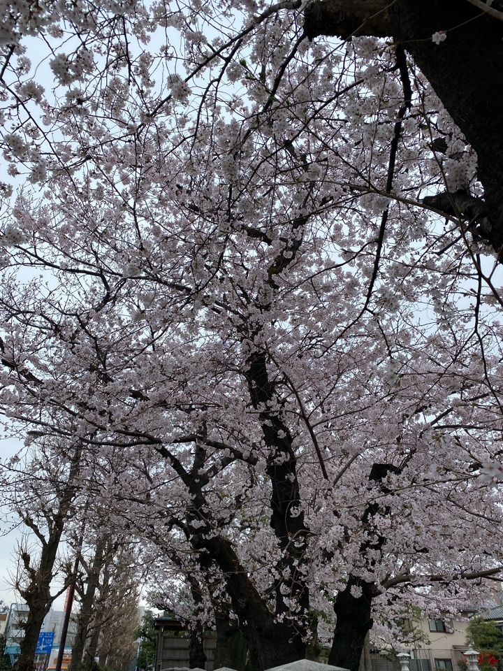 矢口渡駅近くの桜