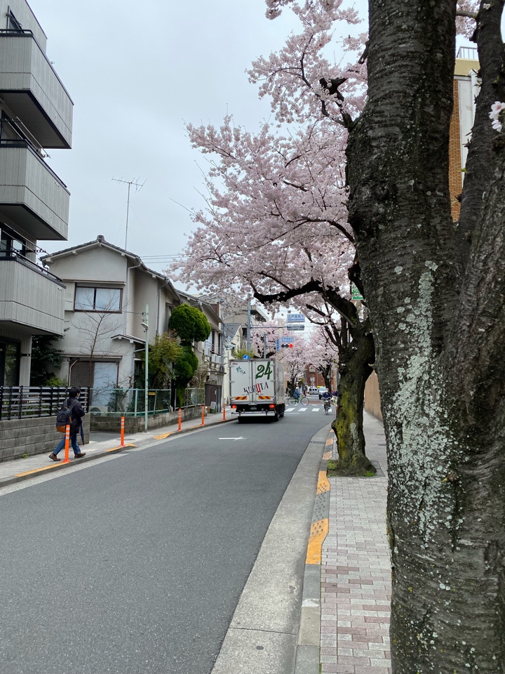 西小山駅近くの桜（立会道路）