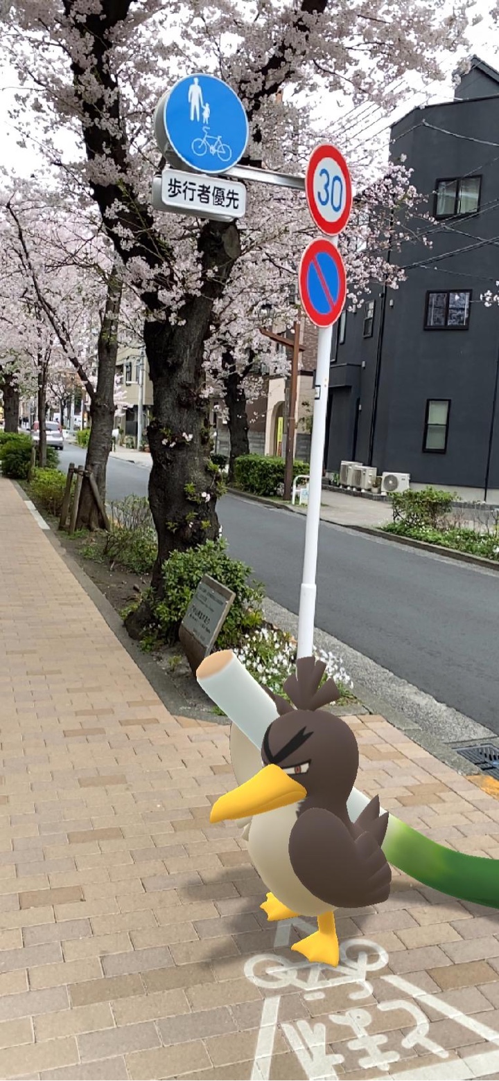 西小山から立会道路の桜とポケモンGO