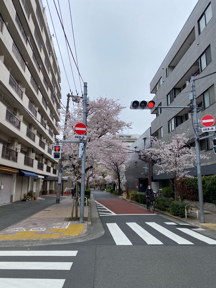 西小山駅近くの桜（立会道路）