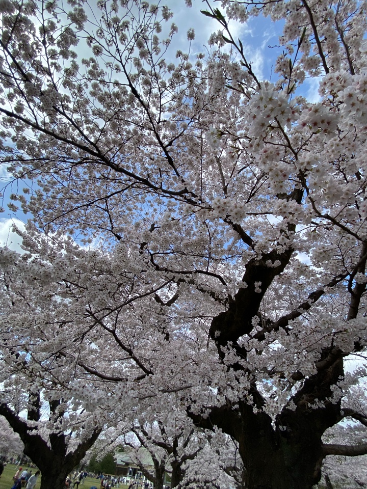 小金井公園の桜（2022）たてもの園前広場