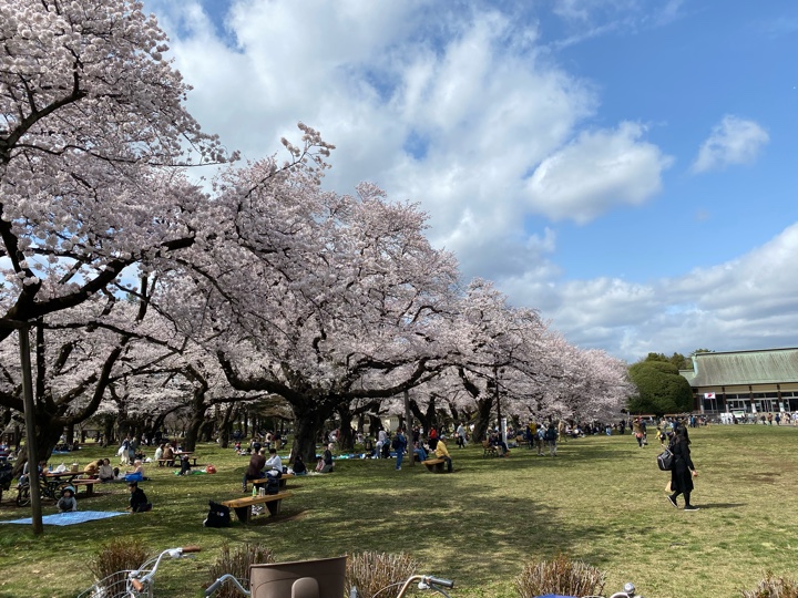 小金井公園の桜（2022）たてもの園前広場