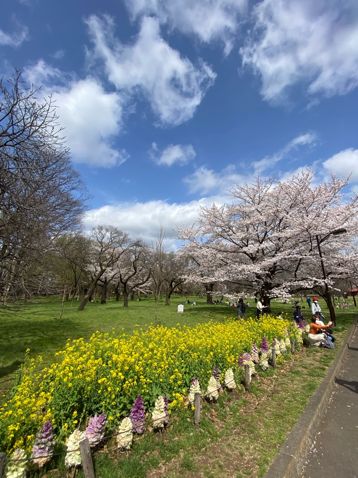 小金井公園の桜（2022）