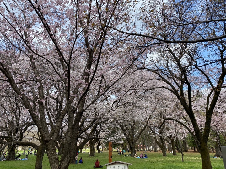 小金井公園の桜（2022）