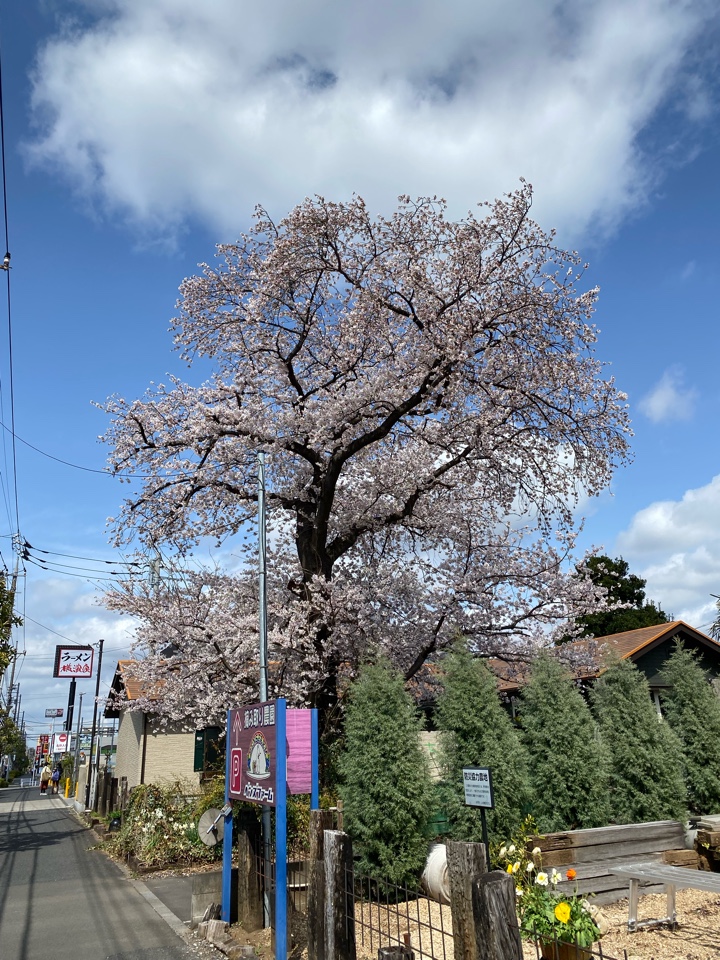 ベンズファームの桜
