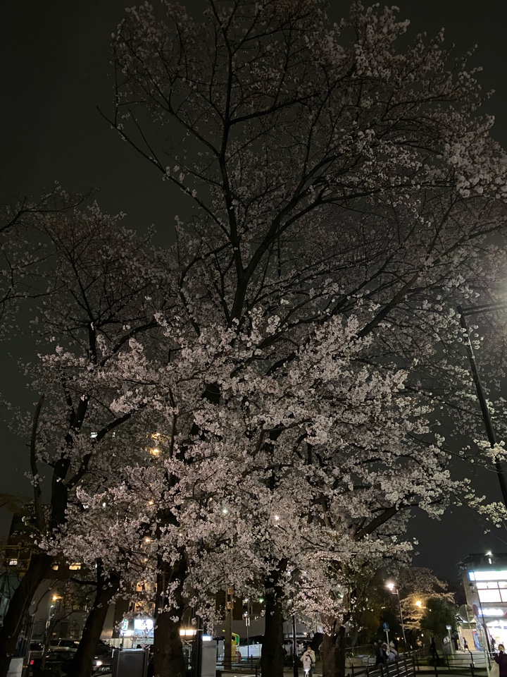 花小金井駅前の桜（グリーンロード）