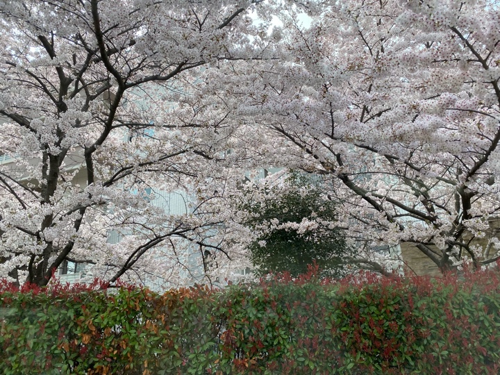 バスから見た桜