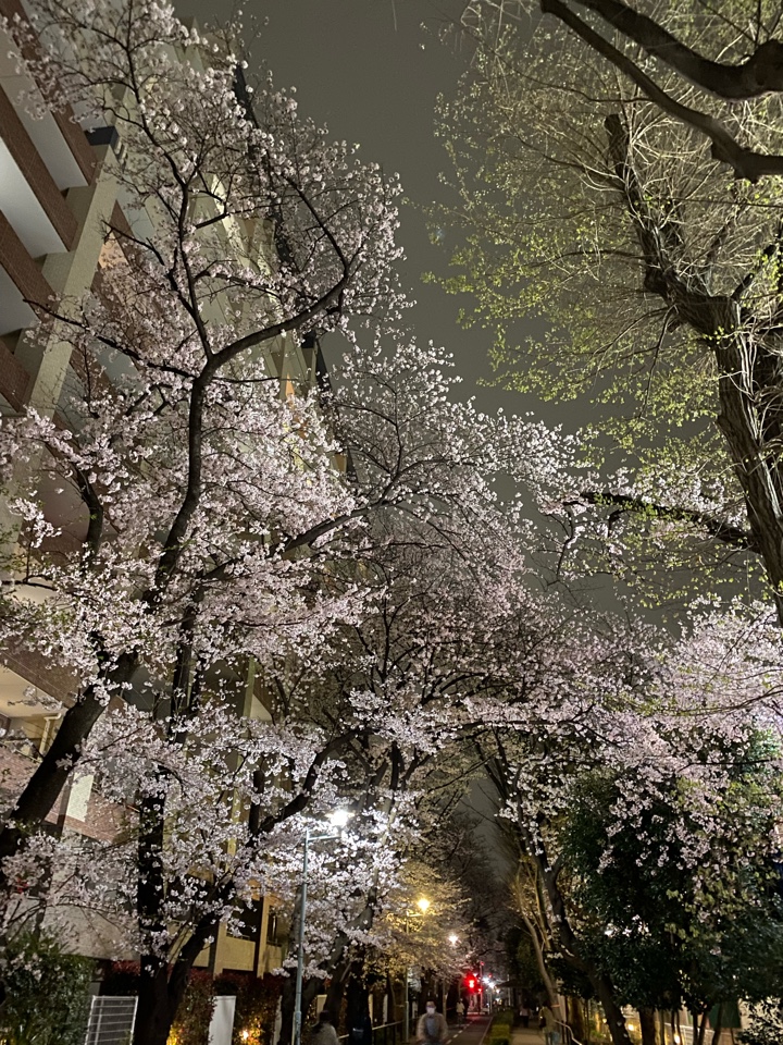 花小金井駅前の桜（グリーンロード）