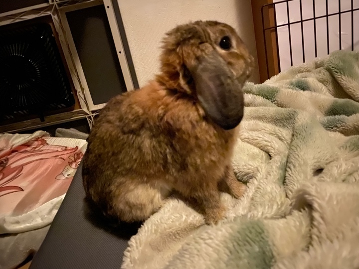 わが家のウサギさん、暗視モード