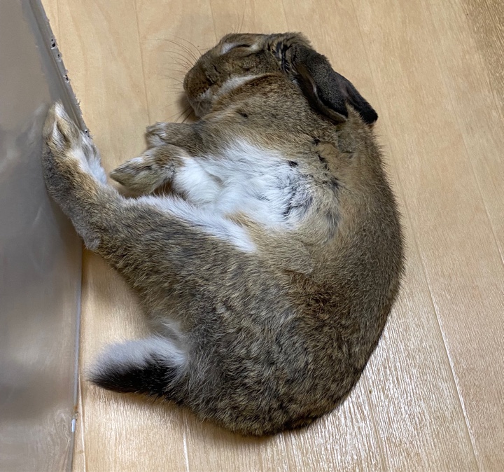 ウサギ（兎）さん、横になる