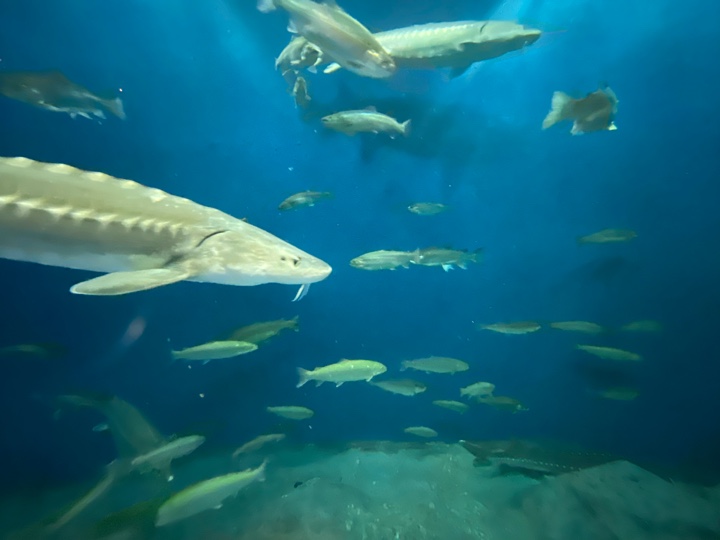 サケのふるさと 千歳水族館（水槽）サクラマスなどもいる