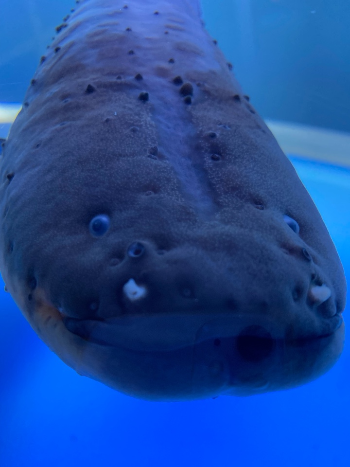 サケのふるさと 千歳水族館 デンキウナギ