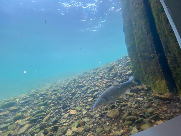 千歳川 水中観察ゾーン