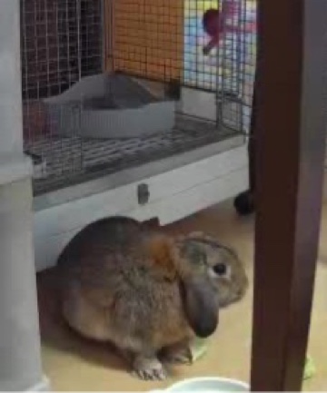 ペットカメラで見たわが家のウサギさん