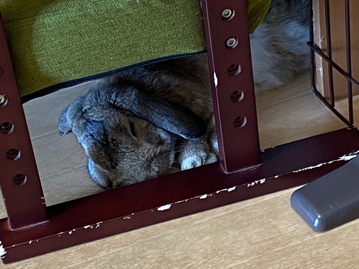 イスの下で寝るウサギさん